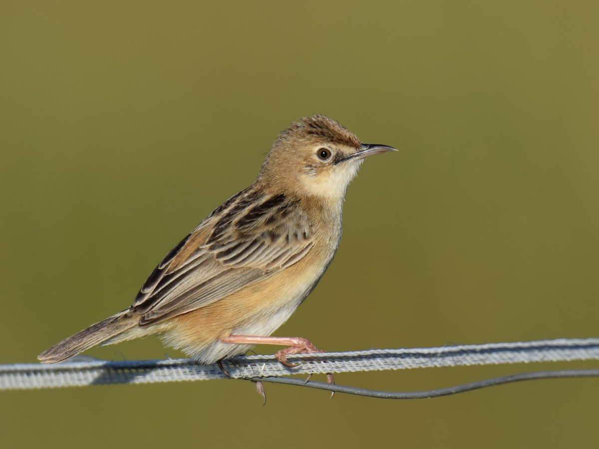 Zitting Cisticola - ML351169141