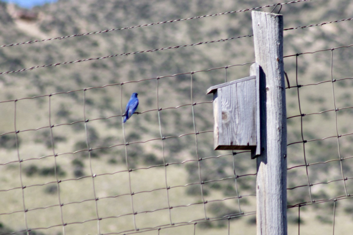 Mountain Bluebird - ML351169171