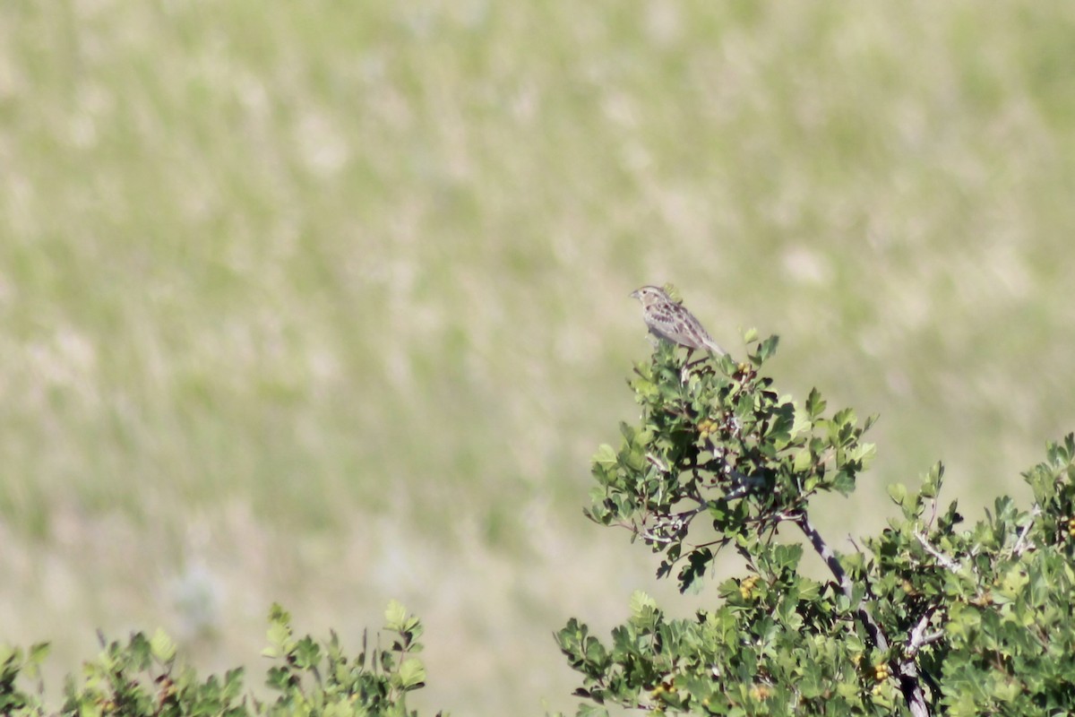 Grasshopper Sparrow - ML351169221