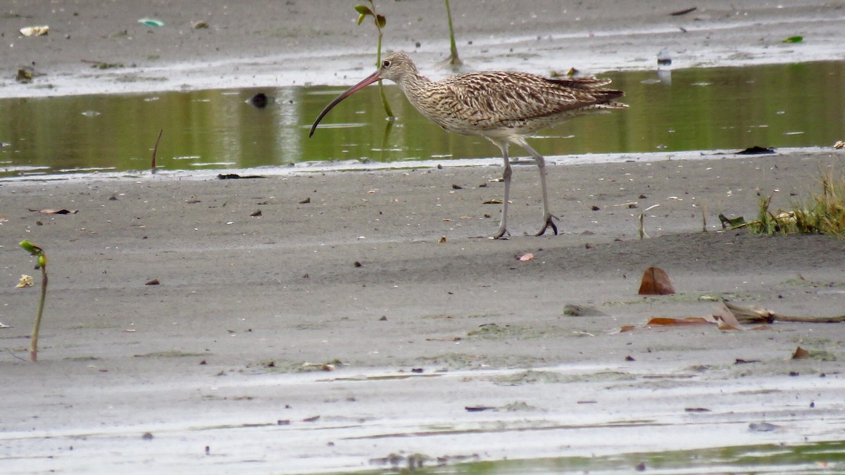 Eurasian Curlew - ML35116951