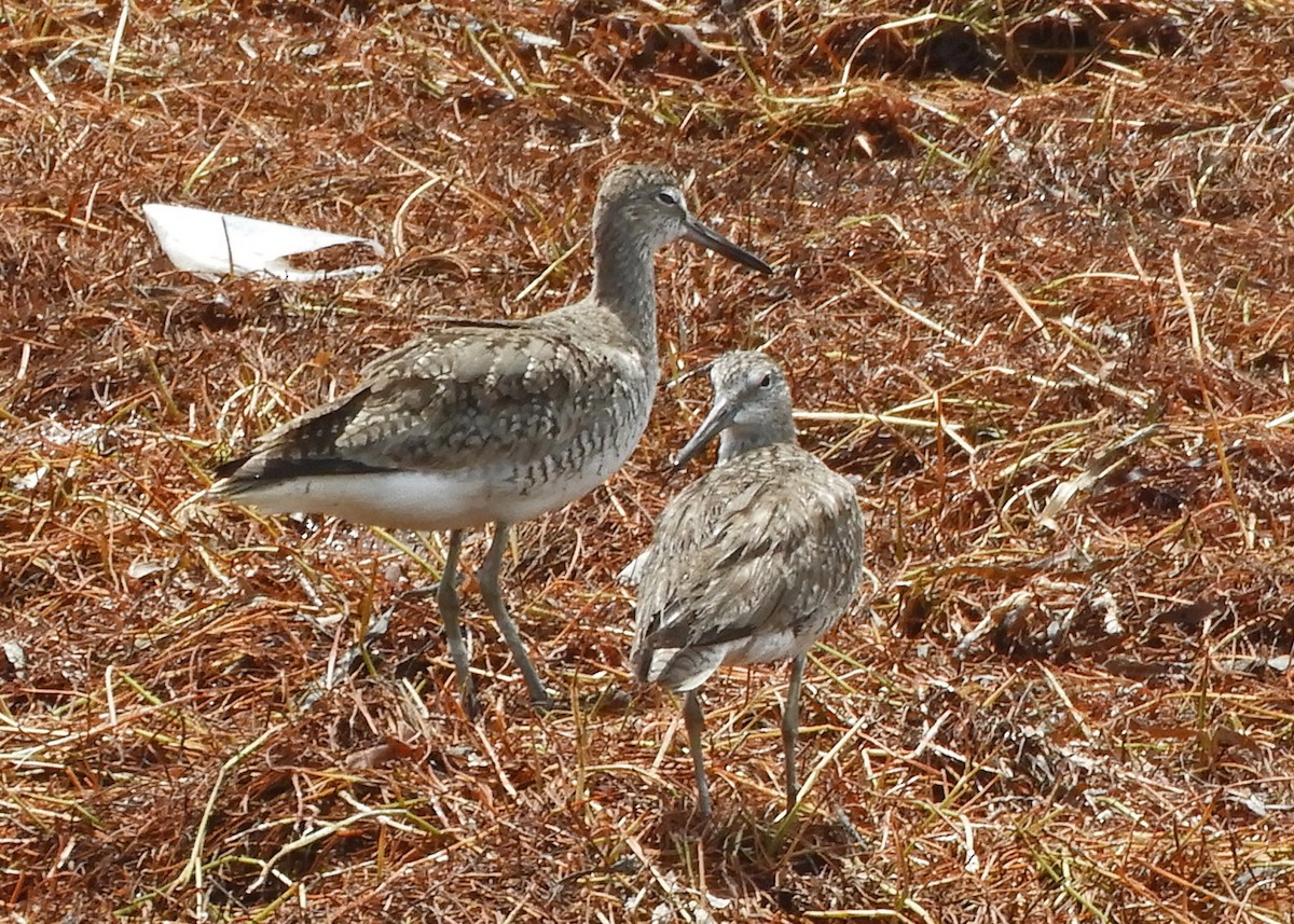 Willet - ML351169581