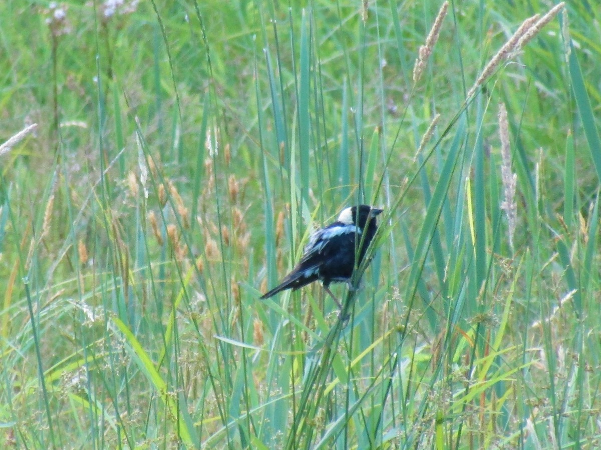 Bobolink - ML351170461