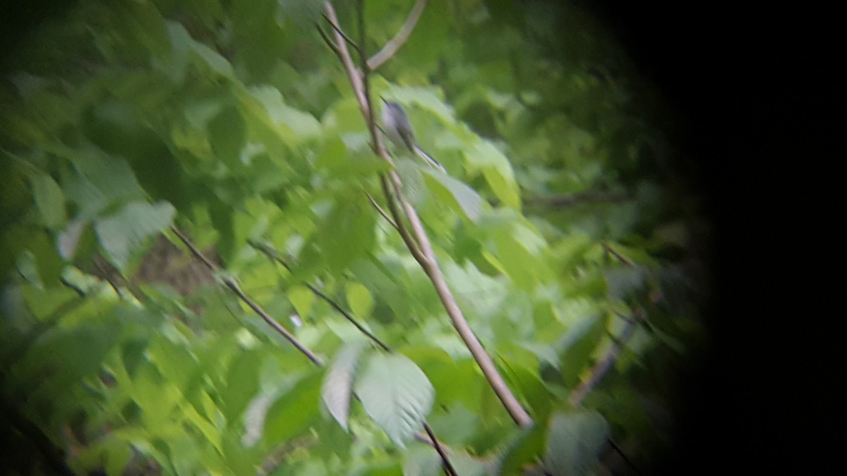 Blue-gray Gnatcatcher - ML35117061