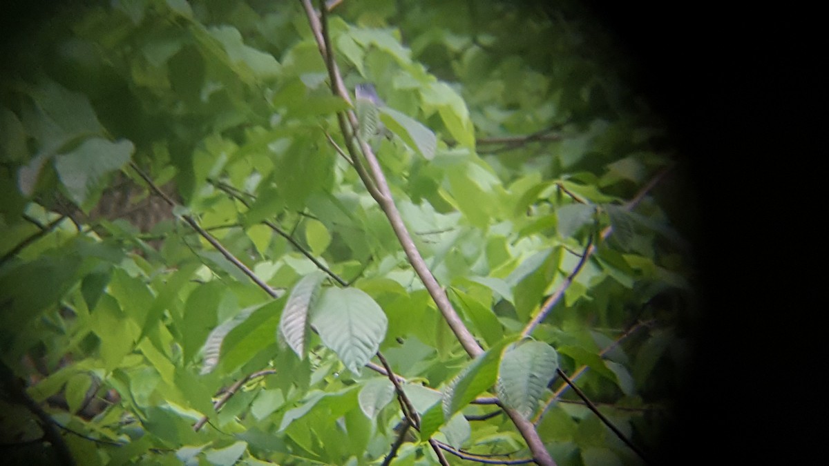 Blue-gray Gnatcatcher - ML35117071