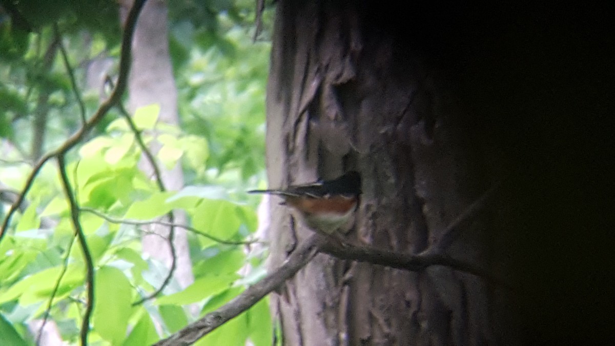 Eastern Towhee - ML35117111