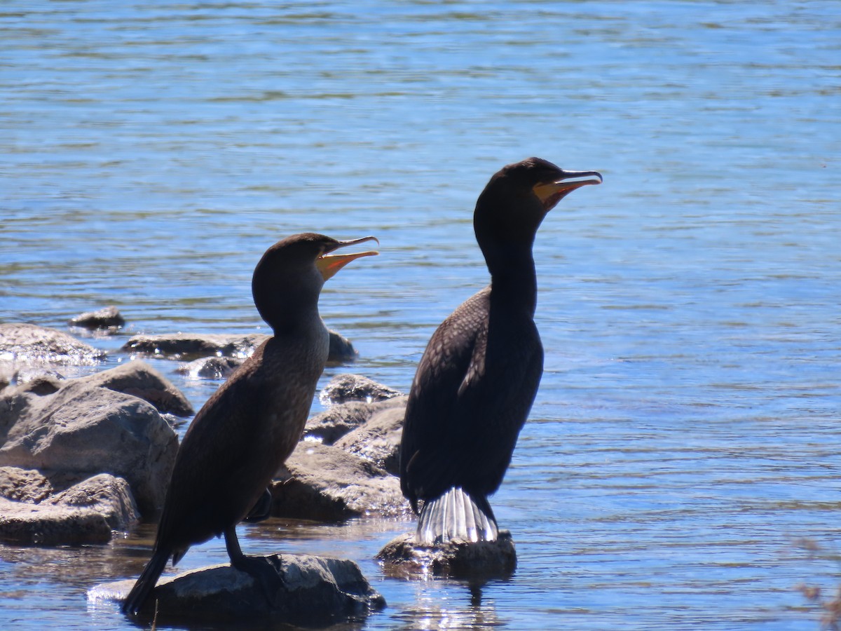 Double-crested Cormorant - ML351172231