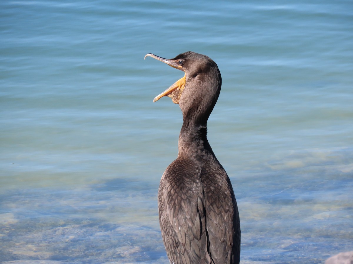 Double-crested Cormorant - ML351172261