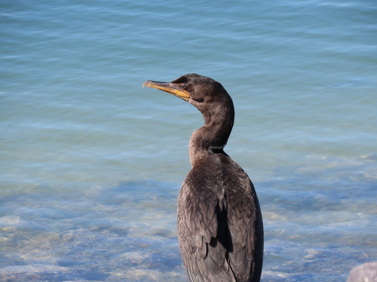 Double-crested Cormorant - Jeff Johnson