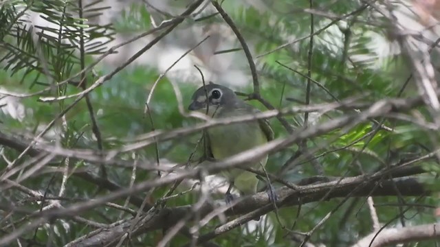 Blue-headed Vireo - ML351173011