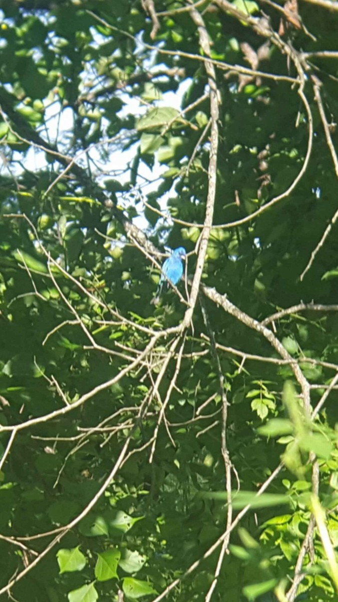 Indigo Bunting - ML35117341