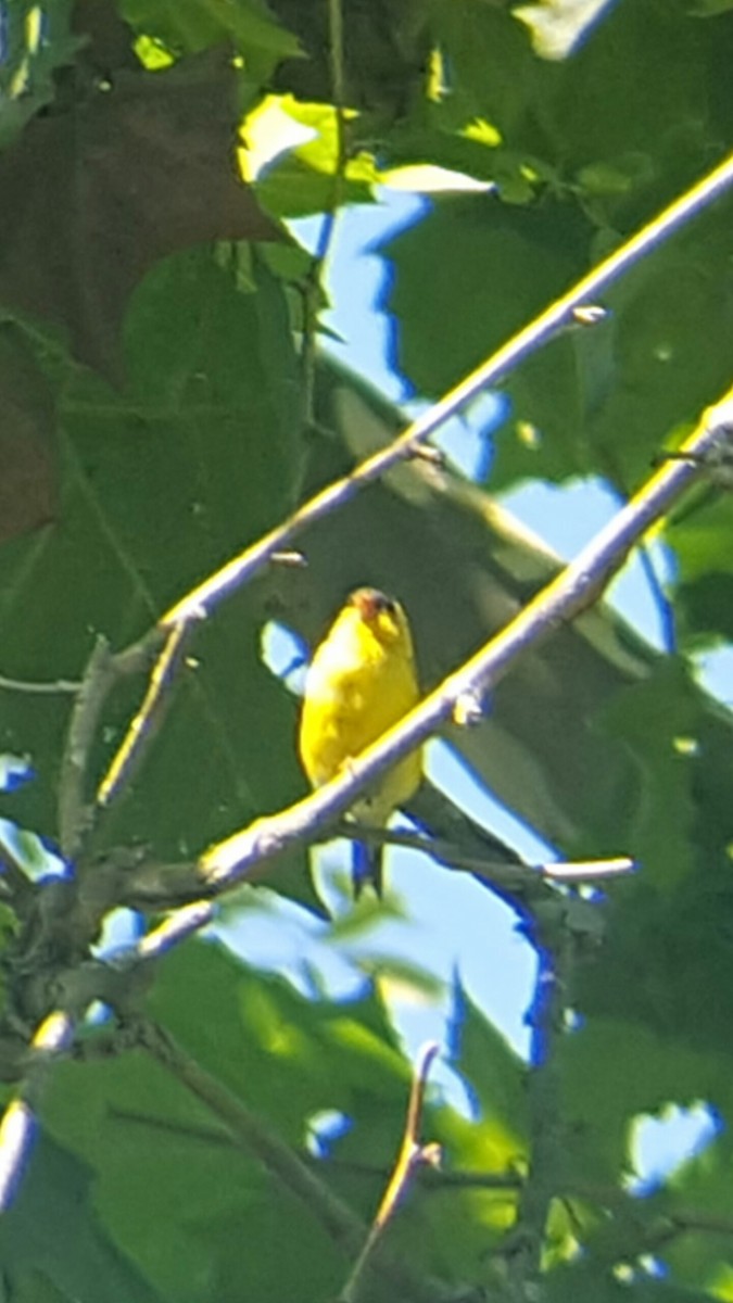 American Goldfinch - ML35117351