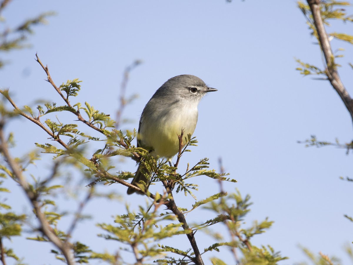 Straneck's Tyrannulet - ML351173701