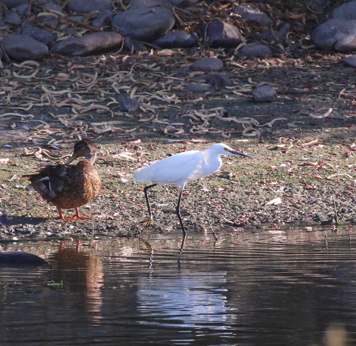 Snowy Egret - ML351173851