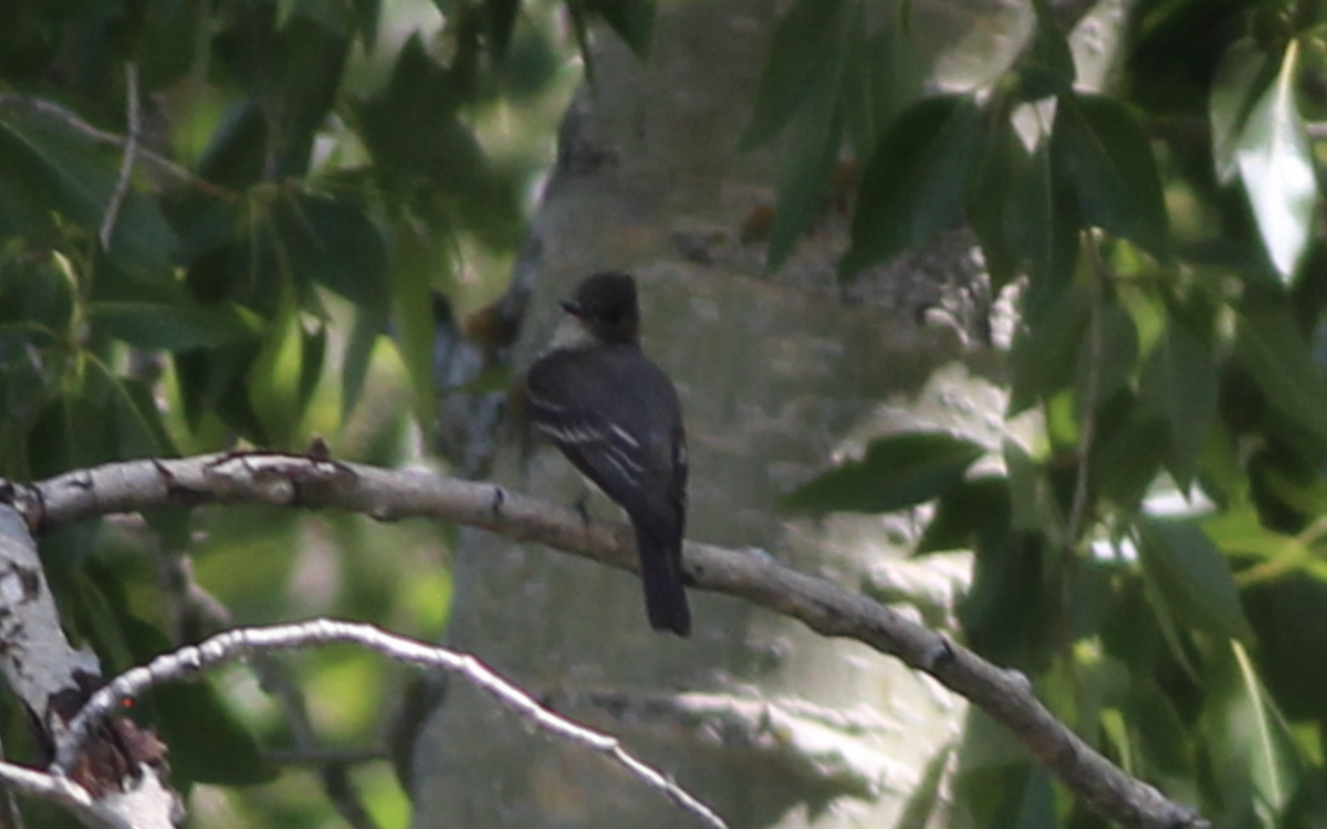 Olive-sided Flycatcher - ML351176331