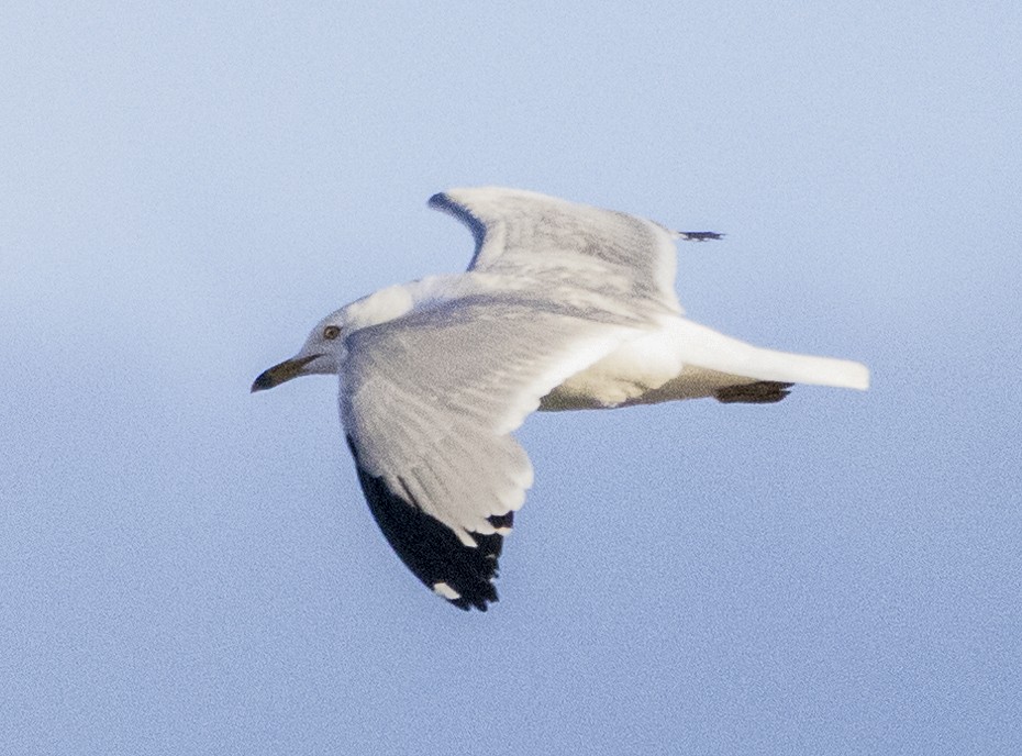 Ring-billed Gull - ML351176851