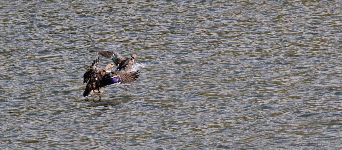 Australasian Shoveler - ML35117691