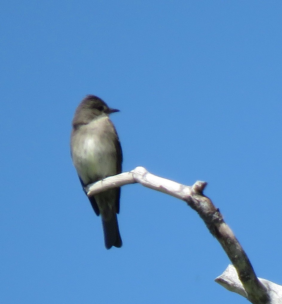 Western Wood-Pewee - ML351177061