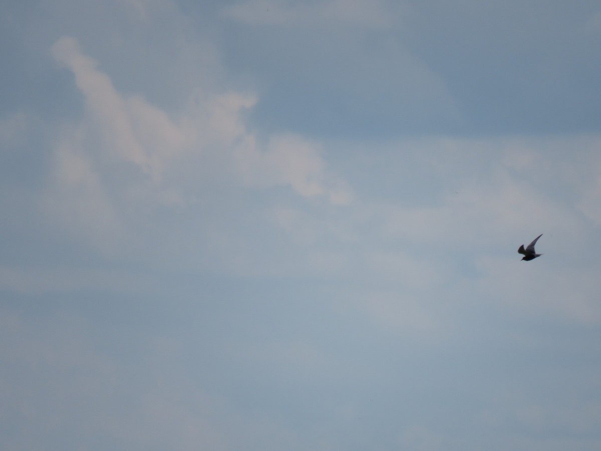 Black Tern - ML351179031