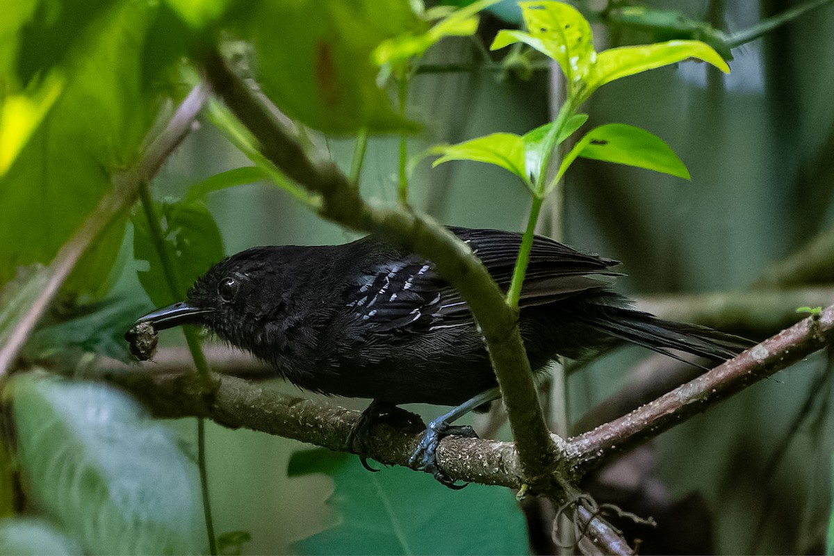 Dusky Antbird - ML351179141