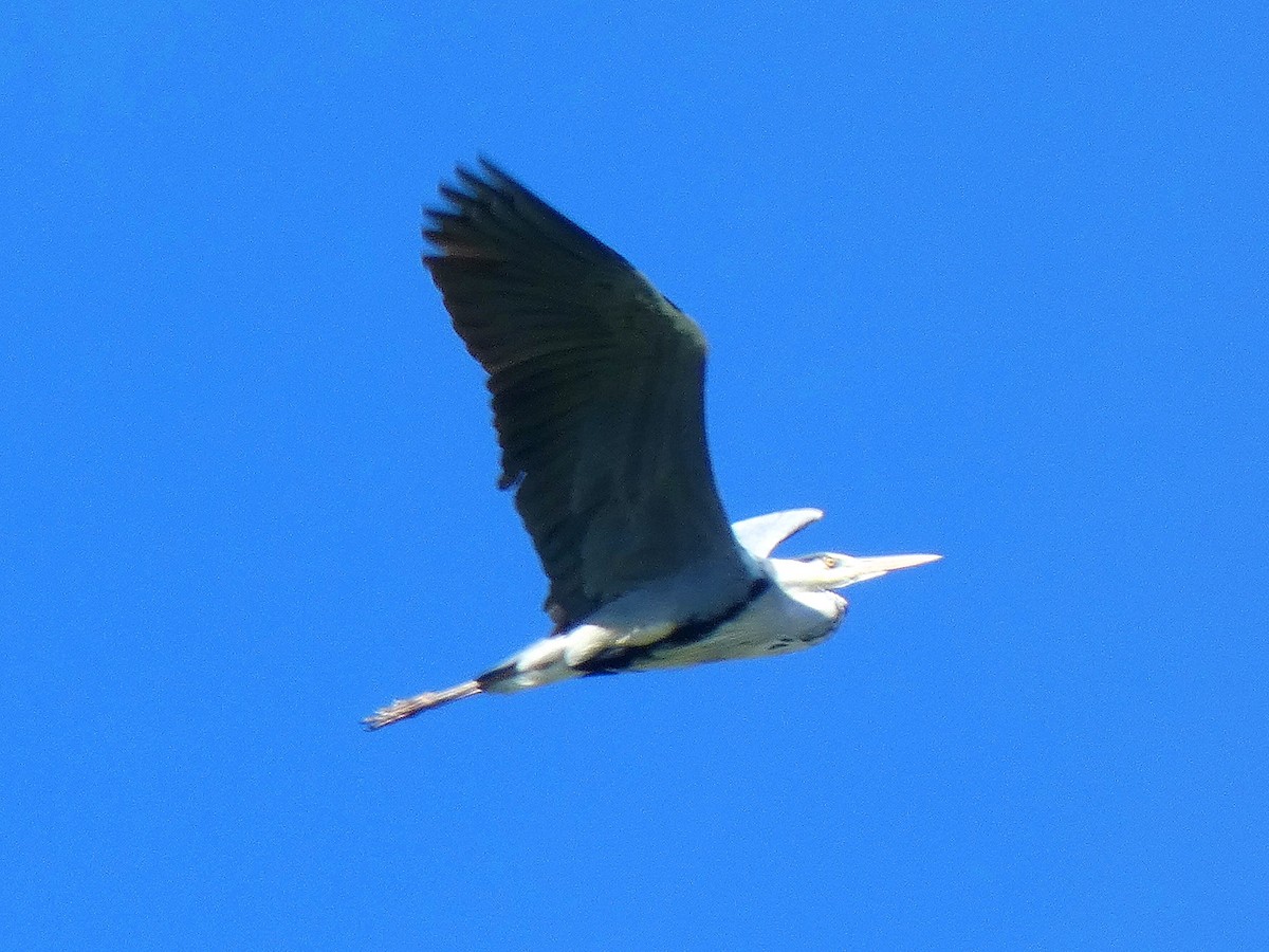 Gray Heron - Lancy Cheng