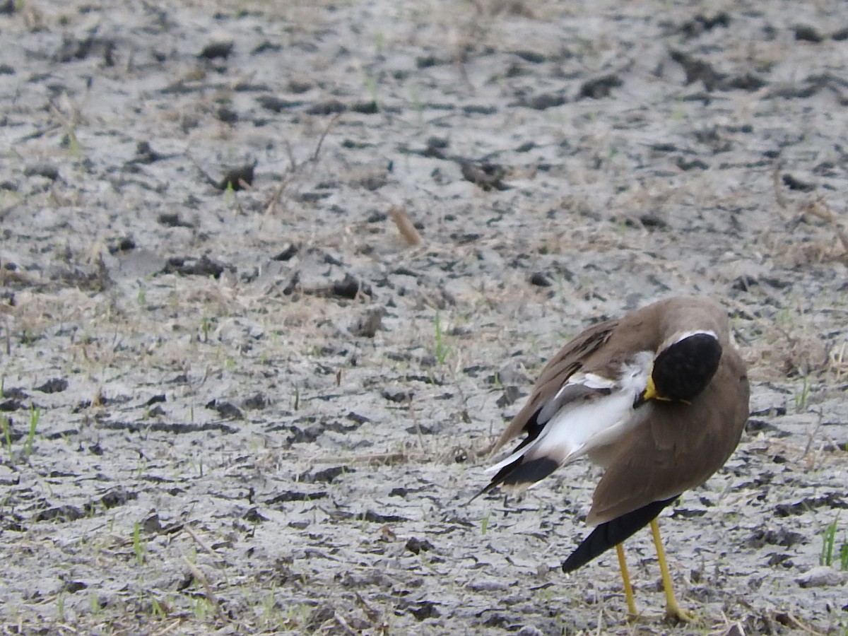 Yellow-wattled Lapwing - ML35118261