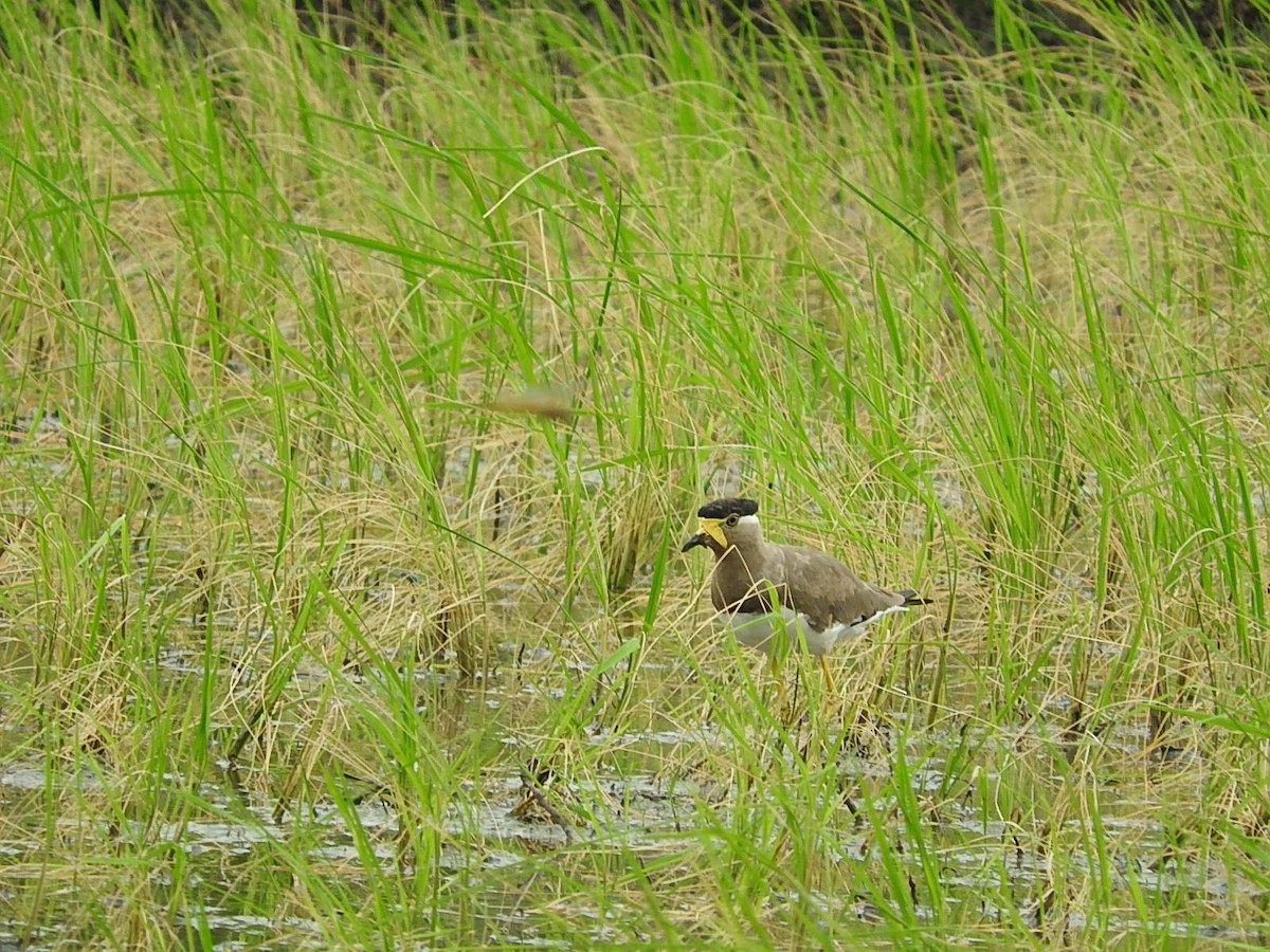 Yellow-wattled Lapwing - ML35118301