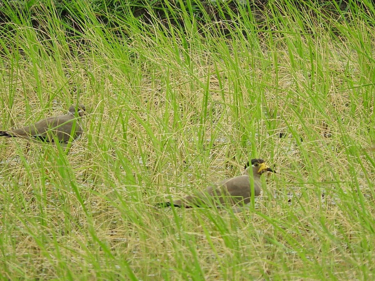 Yellow-wattled Lapwing - ML35118311