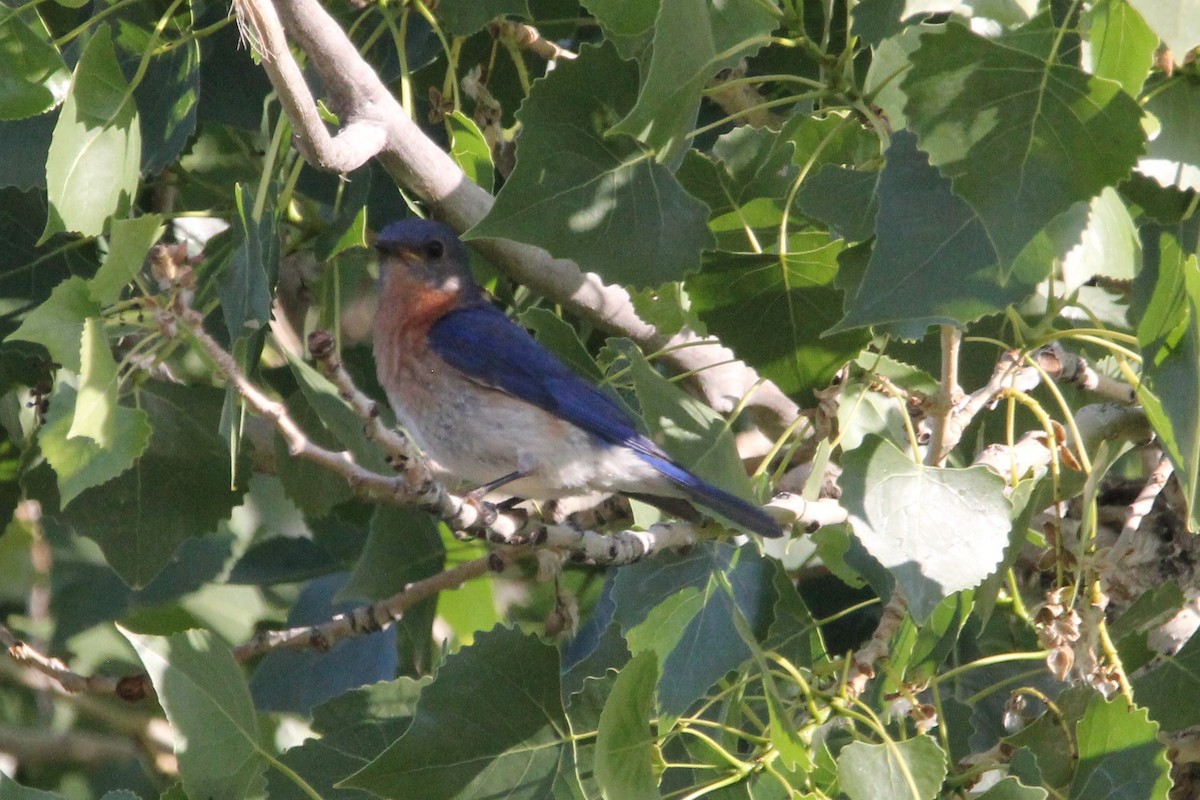 Eastern Bluebird - ML351184561