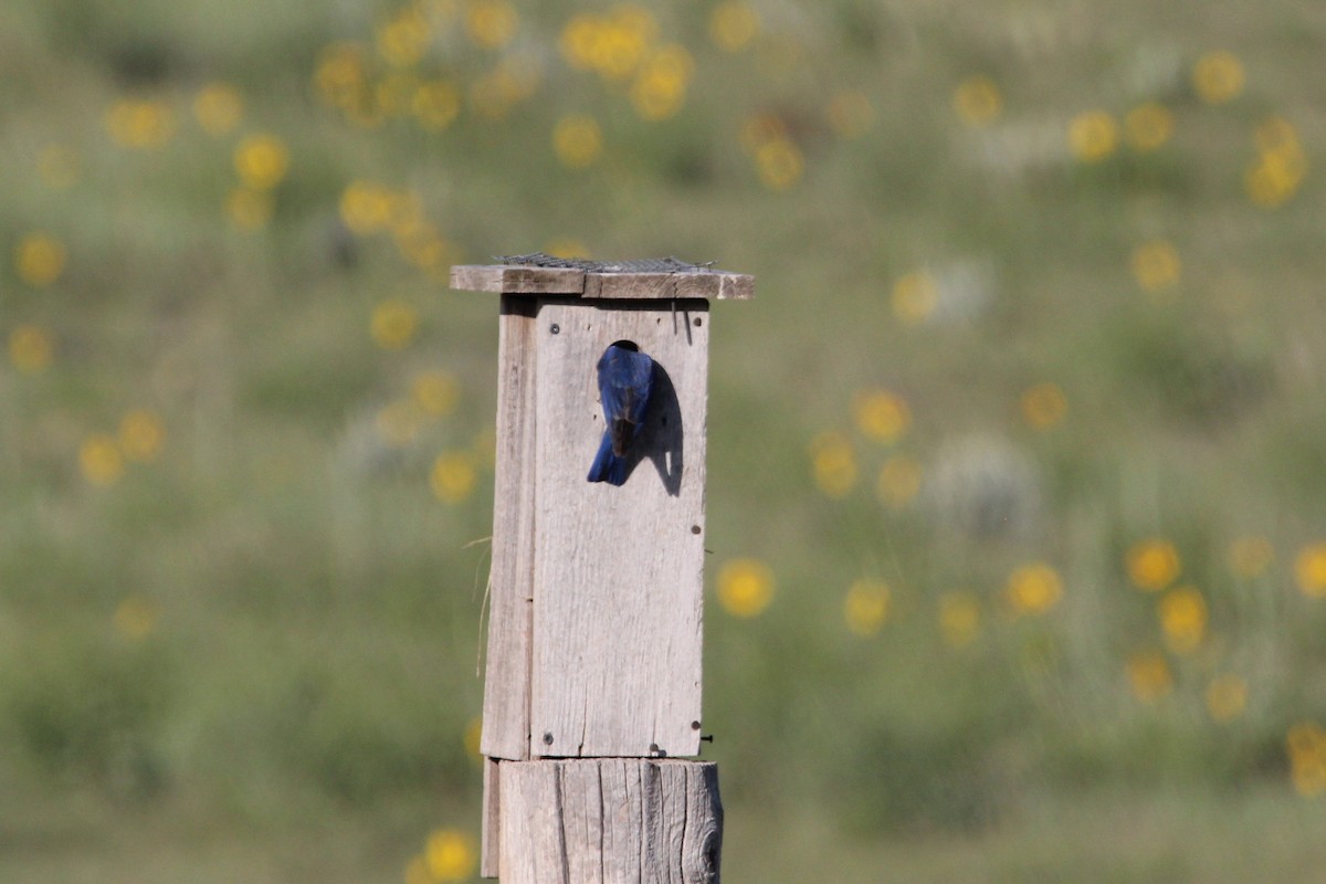 Eastern Bluebird - ML351184621