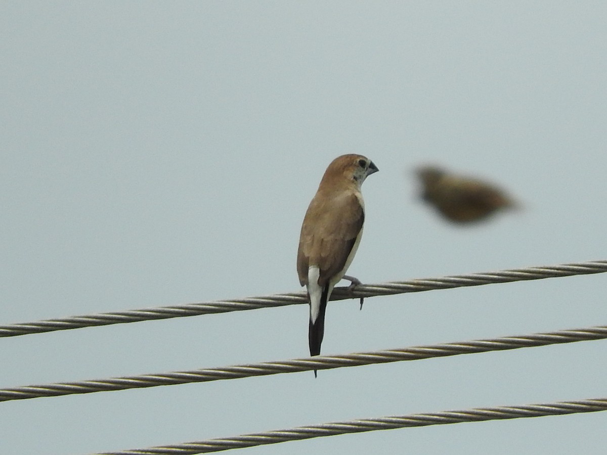 Indian Silverbill - ML35118511