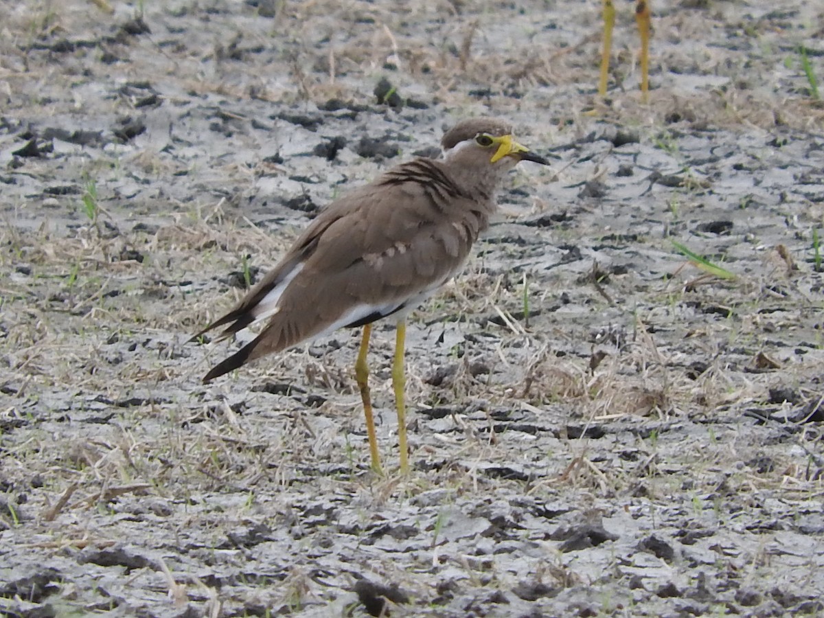 Yellow-wattled Lapwing - ML35118541