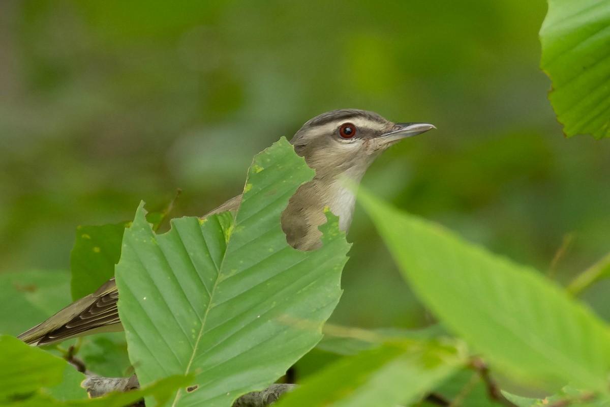 Red-eyed Vireo - ML351186161