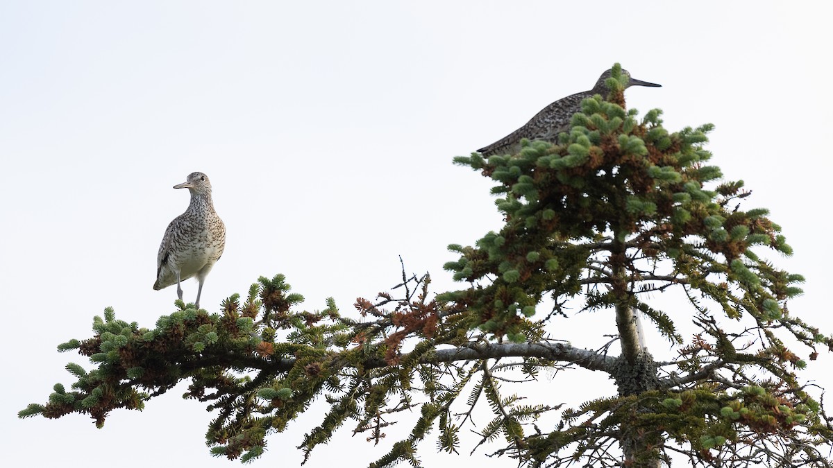 Willet (Eastern) - ML351186681
