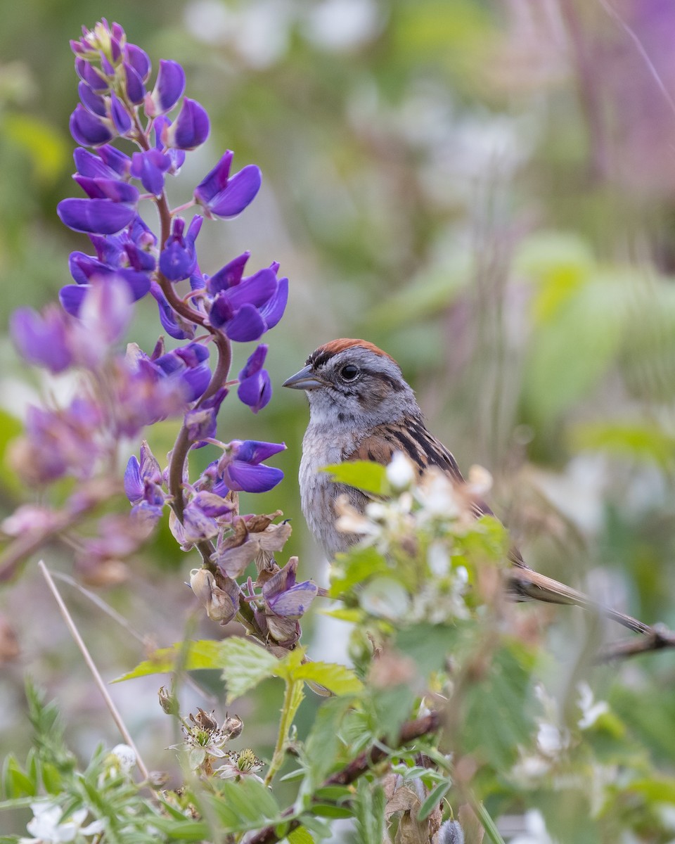 Swamp Sparrow - ML351186751