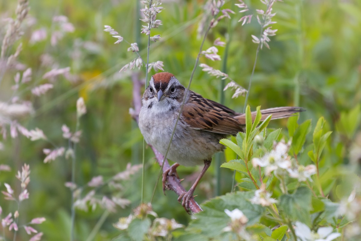 Swamp Sparrow - ML351186771