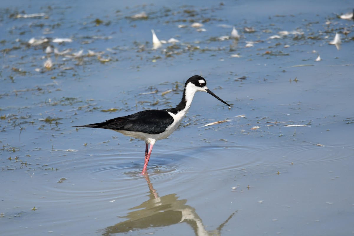 Black-necked Stilt - ML351187691