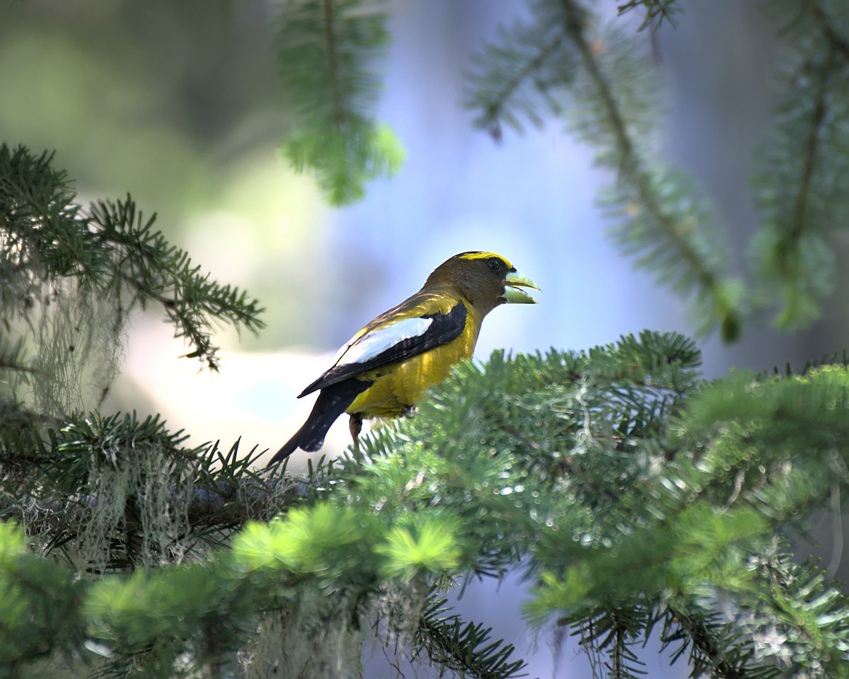 Evening Grosbeak - ML351188021