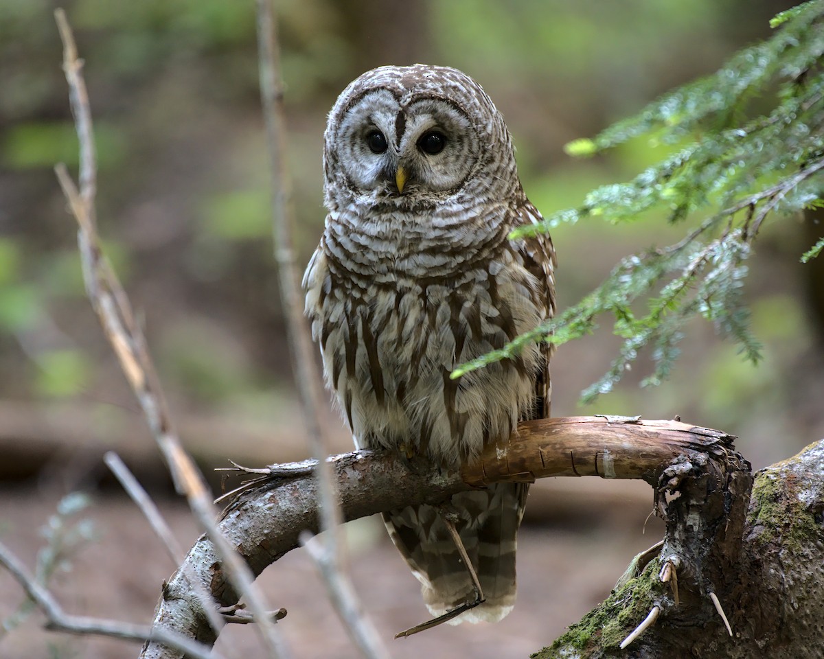 Barred Owl - ML351188041