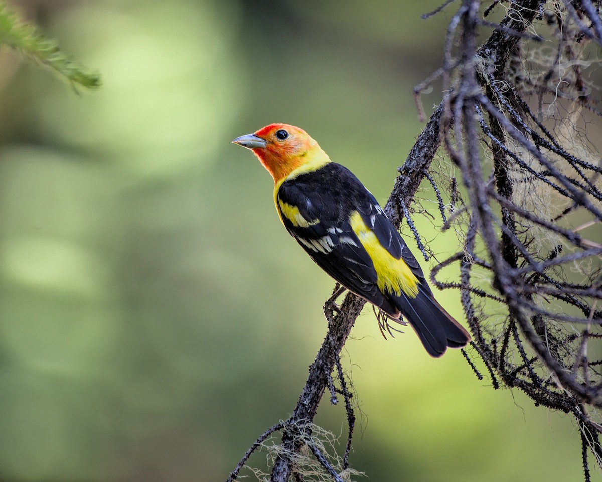 Western Tanager - ML351188151