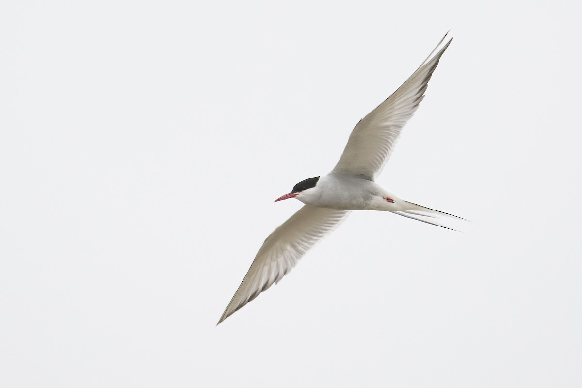 Arctic Tern - ML351188801