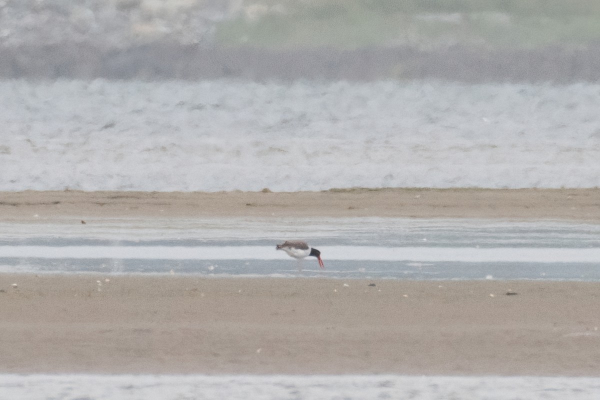 American Oystercatcher - ML351189411