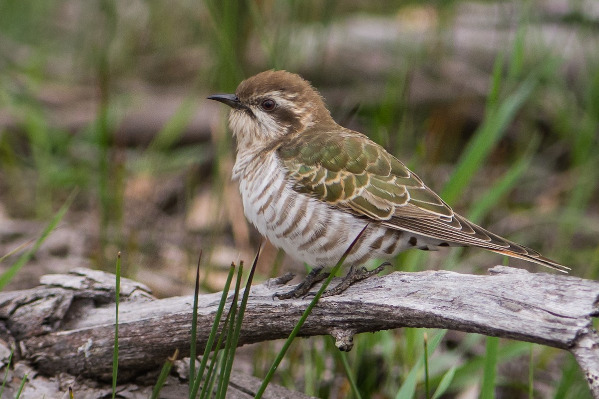 Horsfield's Bronze-Cuckoo - John  Van Doorn