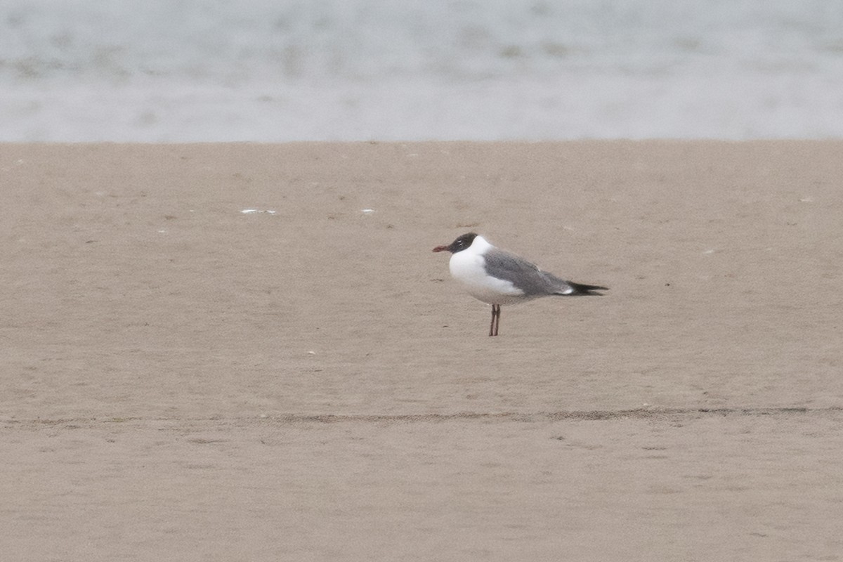 Mouette atricille - ML351192531