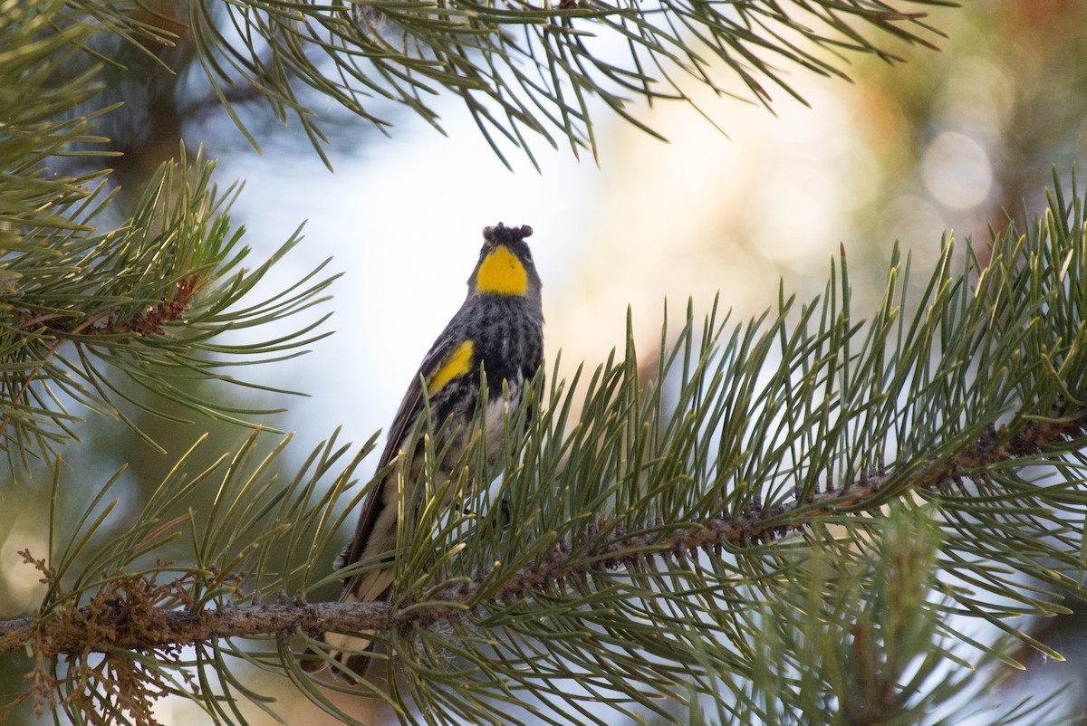 Yellow-rumped Warbler (Audubon's) - ML351193491