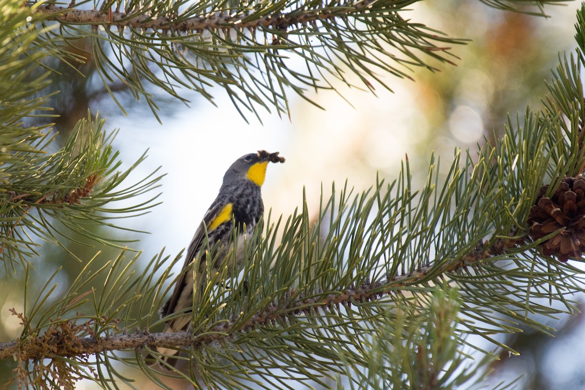Yellow-rumped Warbler (Audubon's) - ML351193501