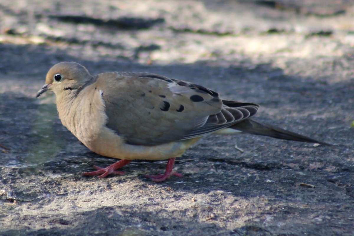 Mourning Dove - ML351194641