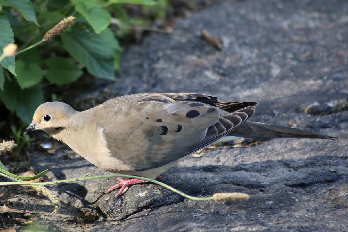 Mourning Dove - ML351194661