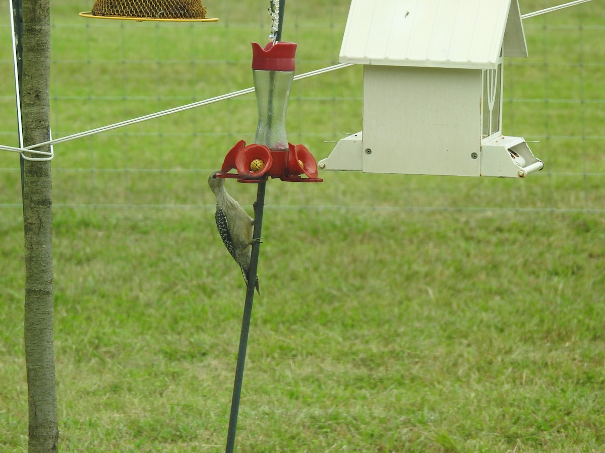 Golden-fronted Woodpecker - ML351194741