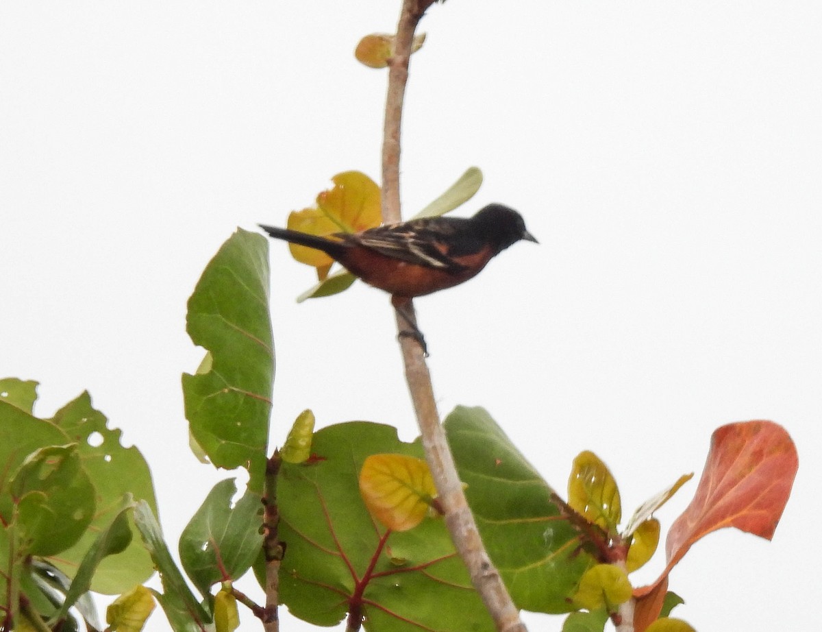 Orchard Oriole - ML351194761
