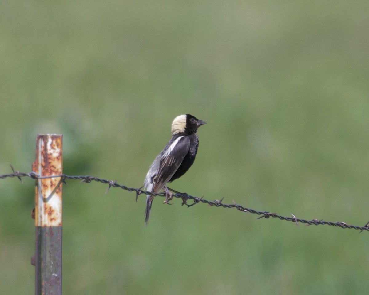 Bobolink - ML351196541
